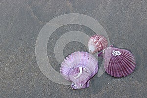 Top view of colorful shells on dark sandy on the tropical beach for background.