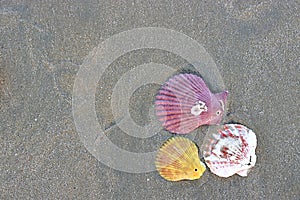 Top view of colorful shells on dark sandy on the tropical beach for background.