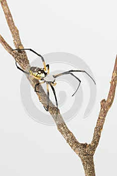 Top view of colorful spider