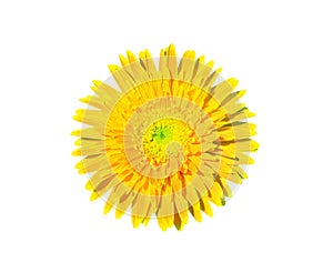 Top view colorful yellow gerbera flower or barberton daisy blooming isolated on white background , clipping path