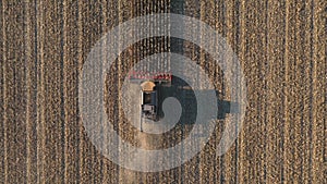 Top view of combine gathering corn or wheat crop. Flying over harvester slowly rides among field cutting barley or maize