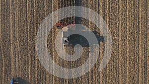 Top view of combine gathering corn or wheat crop. Flying over harvester slowly rides among field cutting barley or maize