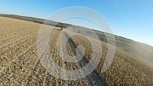 Top view of combines gathering corn or wheat crop. Flying over harvesters rides through field cutting barley or maize