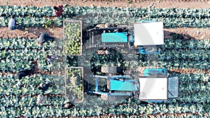 Top view of combines and workers harvesting cabbage