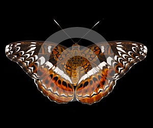 Top view of the commander butterfly Moduza procris on black photo