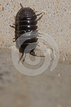 Top view of a common pill-bug.