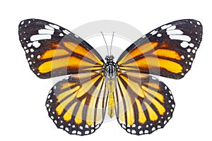 Top view of common tiger butterfly Danaus genutia on white