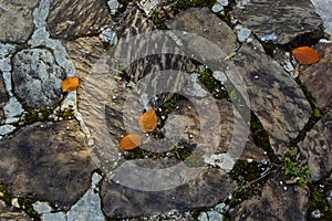 Top view of concrete floor with colorful granite stone, cement floor of garden path way or patio decorated with various color and