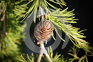 Top view of a cone on a larch tree