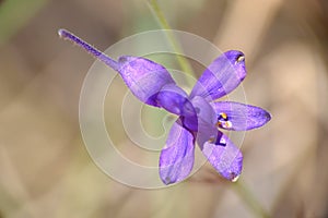 Top view of Consolida regalis Gray flower  violet color.