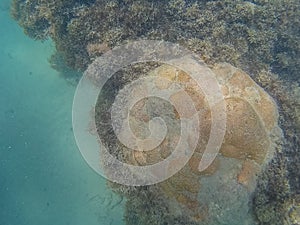 Top view of coral reef on the surface of the water photo