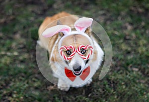 Top view of a  corgi dog puppy in Easter bunny ears and festive glasses sitting in a spring garden on the grass