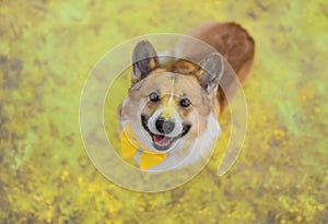 Top view of a  corgi dog puppy smiling surrounded by bright multicolored holi colors