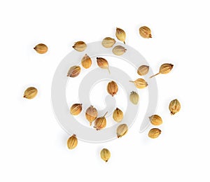 Top view of coriander seeds on white background