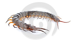 Top view of coriander seeds on white background