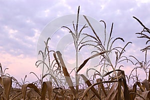 Top view of corn field