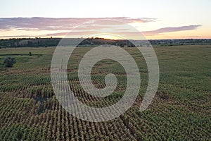 Top view of the corn fields. Sunset sky.