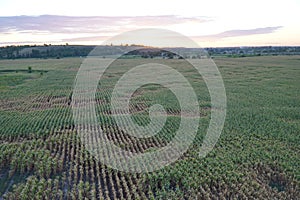Top view of the corn fields. Sunset sky.