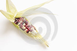 Top view of corn isoated on white background.