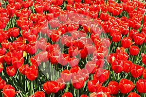 Top view on countless bright red tulips on field of german cultivation farm with countless tulips - Grevenbroich, Germany