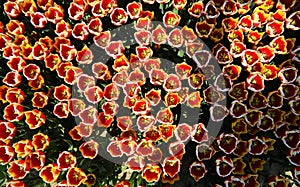 Top view on countless orang, yellow and white tulips on field of german cultivation farm with countless tulips - Grevenbroich,