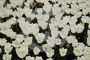 Top view on countless white tulips on field of german cultivation farm with countless tulips - Grevenbroich, Germany