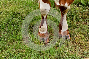 Top view of a cow`s hooves on green grass. Cows graze on a green lawn