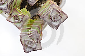 Top view of Crassula Perforata ,Succulent plants