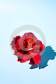 Top view of a creative pop art design of a hibiscus flower. Copy space photo