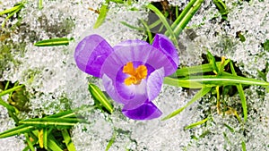 Top view of Crocus flowers blooming and snow melting in green meadow Spring Time lapse Beautiful nature