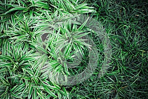Top view crowd of small bushes and meadow grow on the ground. Abstract texture and background of grass and plant in aerial view