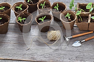 Top view of cucumber and tomato seedlings and garden tools on a wooden background