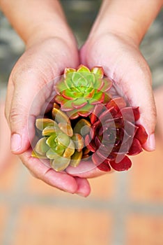 Top view cute colorful succulent plant in woman hands