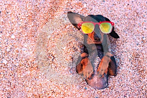 Top view cute dog of dachshund, black and tan, wearing red sunglasses, having relax and enjoying buried in the sand at the beach o
