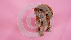 Top view of cute english cocker spaniel in studio on pink background. The pet sits with its head up and looks at the