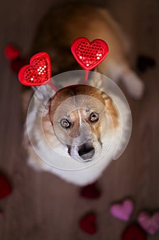 Top view of a cute pembroke corgi dog puppy surrounded by hearts and valentines