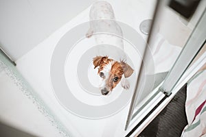 top view of cute wet jack russell dog standing in shower ready for bath time. Pets indoors at home