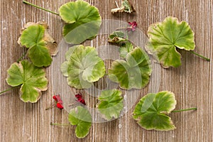 Top view of cutted yellow leaves of blooming geranium damaged because of hotness and drought