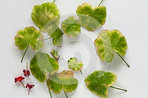 Top view of cutted yellow leaves of blooming geranium damaged because of hotness and drought