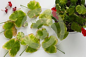 Top view of cutted yellow leaves of blooming geranium damaged because of hotness and drought photo