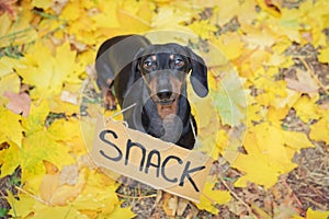 Top view dachshund dog black and tan looking plaintively while wearing a carton sign around neck with an inscription snack, agains