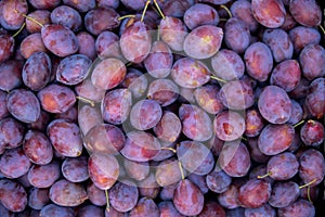 Top view of damson plums