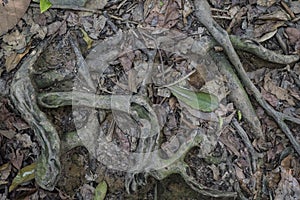 Top view of dead leaves and large roots on a jungle floor