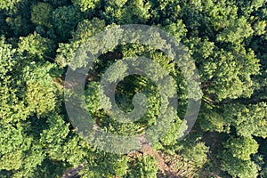 Top view of a deciduous forest in the Taunus / Germany