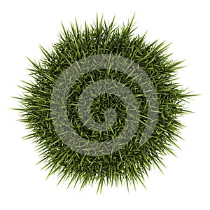 Top view of decorative grass isolated on white