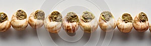 Top view of delicious cooked escargots in row on white background, panoramic shot.