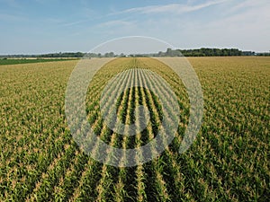 Top view of dense green large corn fields under blue sky in Notre-Dame de la Paix, Canada