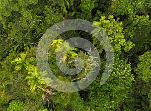 Top View of Dense Rainforest. Thick Tropical Rainforest. Green Palm Trees.