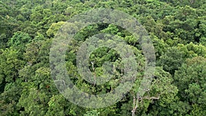 Top view of a dense tropical rainforest in Thailand