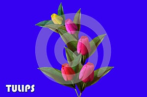 Top view, Design multicolor tulips flower and  tulips written on it isolated on blue background for design or stock photo,